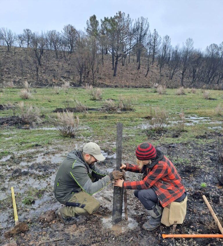 El pueblo repuebla: SOS WILDFIRE recupera, con la ayuda de voluntarios, el territorio quemado por los incendios de León
